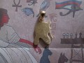 Il Faraone Ramses (Oro) - Ramesses Pharaoh (Gold)