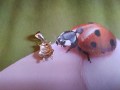 Coccinella - Ciondolo (Argento) - Ladybug - Pendant (Silver)