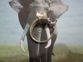 Elefante - Anello (Argento) - Elephant - Ring (Silver)