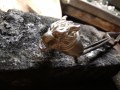 Anello di Fenrir (Argento) - Fenril Ring (Silver)