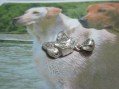 Labrador - Ciondolo (Argento) - Labrador - Pendant (Silver)