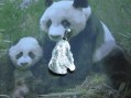 Panda e Cucciolo - Ciondolo (Argento) - Panda and Cub - Pendant (Silver)