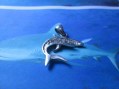 Squalo - Ciondolo (Argento) - Shark - Pendant (Silver)