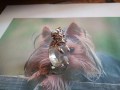 Yorkshire Terrier - Anello (Argento) - Yorkshire Terrier - Ring (Silver)